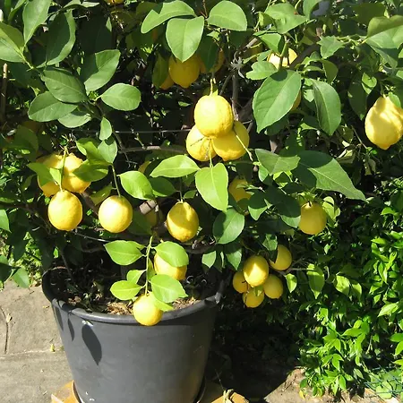 Feriegård Borgo Laurice